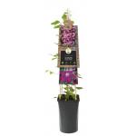 Rode bosrank (Clematis "Rouge Cardinal") klimplant 120 cm