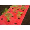 Kweekfolie voor tomaten 0.95 x 10 m