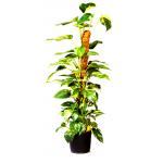 Plantenstok kokos 120 x 42 x 42 cm