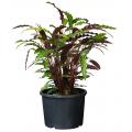 Ritzi  planten container met zijsleuven H 24 x Ø 30 cm - 12 liter