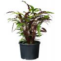 Ritzi planten container met zijsleuven H 29 x Ø 39 cm - 25 liter