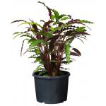 Ritzi planten container met zijsleuven H 26 x Ø 36 cm - 20 liter