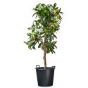 Ritzi planten container met handgrepen H 49 x Ø 65 cm - 110 liter