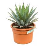 Agave macroacantha S kamerplant