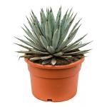 Agave macroacantha L kamerplant