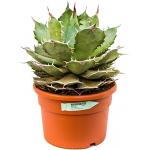 Agave titanova L kamerplant