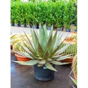 Agave triangularis L kamerplant