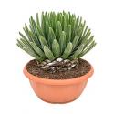 Agave victoria reginae D kamerplant