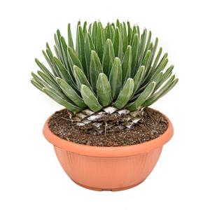 Agave victoria reginae D kamerplant