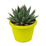 Agave victoria reginae A kamerplant