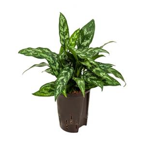 Aglaonema maria hydrocultuur plant