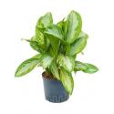 Aglaonema silver bay M hydrocultuur plant