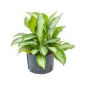 Aglaonema silver bay XL hydrocultuur plant