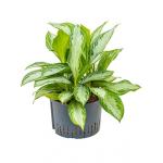 Aglaonema silver bay XL hydrocultuur plant