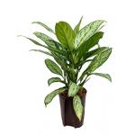 Aglaonema silver king hydrocultuur plant