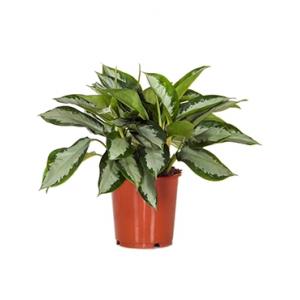 Aglaonema silver moon kamerplant