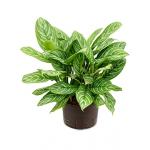 Aglaonema stripes L hydrocultuur plant