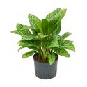 Aglaonema stripes M hydrocultuur plant