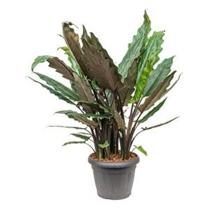 Alocasia lauterbacchiana M kamerplant