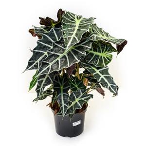 Alocasia polly L kamerplant