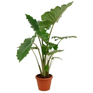 Alocasia portodora L kamerplant