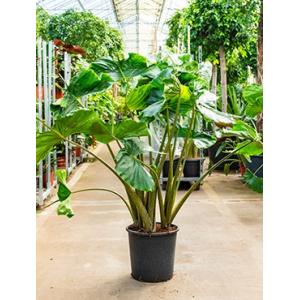 Alocasia stingray M kamerplant