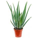 Aloe vera barbadensis S kamerplant