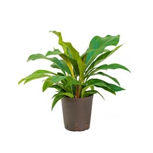 Anthurium jungle bush S hydrocultuur plant