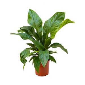 Anthurium jungle bush S kamerplant