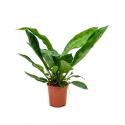 Anthurium jungle king S kamerplant