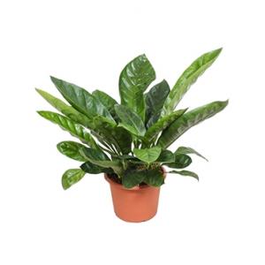 Anthurium jungle king L kamerplant