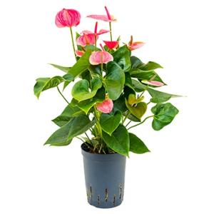 Anthurium sweet dream hydrocultuur plant