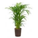 Areca palm lutescens hydrocultuur plant