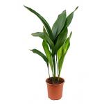 Aspidistra elatior S kamerplant