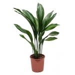 Aspidistra elatior M kamerplant