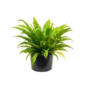 Asplenium antiquum varen kamerplant