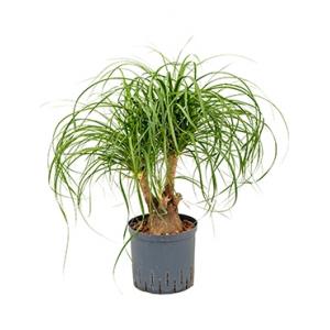 Beaucarnea recurvata vertakt 30 hydrocultuur plant