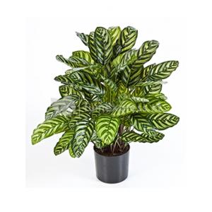 Kunstplant Calathea green L