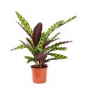 Calathea insignis S kamerplant