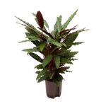 Calathea rufibarba wavestar hydrocultuur plant