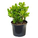 Crassula ovata XS kamerplant