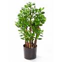 Kunstplant Crassula ovata M