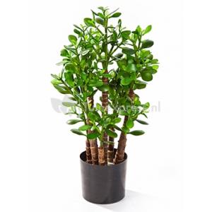 Kunstplant Crassula ovata M