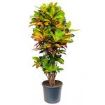 Croton iceton L kamerplant