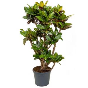 Croton petra XXL kamerplant