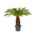 Cycas Palm revoluta stam XL kamerplant