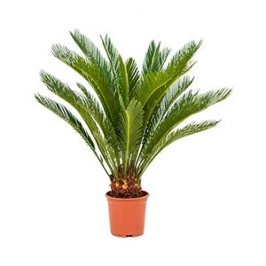 Cycas Palm revoluta stam XS kamerplant