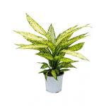 Dieffenbachia vesuvius S kamerplant