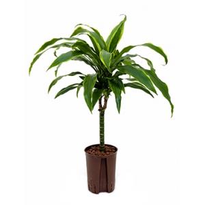 Dracaena arturo XXS hydrocultuur plant