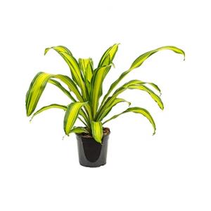 Dracaena charley M kamerplant